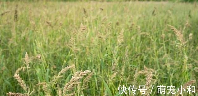 鲁西南|小时候经常见的17种植物,很熟悉却叫不上名字,现在终于知道了