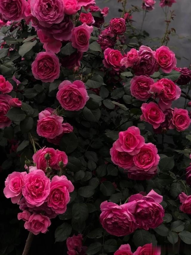 圆滚滚的绣球，瀑布般的花墙，这届花友也太会种花了吧