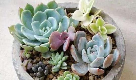 马儿|5种常见的盆栽,家里种植尽量少浇水,不然养的不尽人意