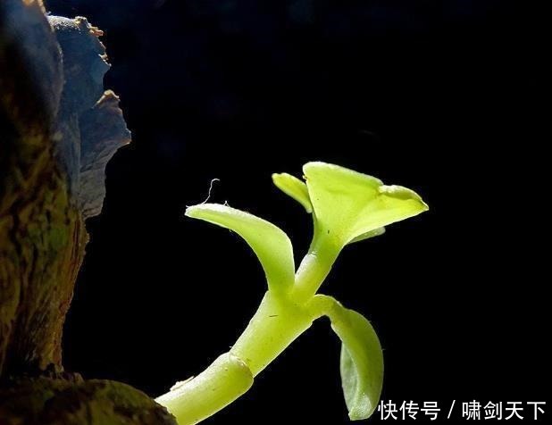 轻易|做人,别轻易把自己的这三个“死穴”暴露给别人