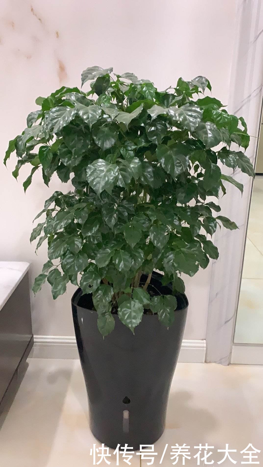 发财树|在家养花不如养棵“树”，绿油油的超好看，还能释放氧气