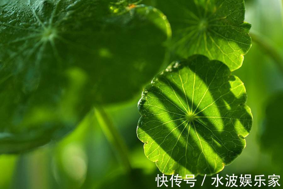 本草纲目拾遗|一味药化解痔疮!肿疼者可以用,不红不肿的先别用