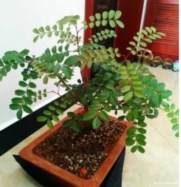 有害气体|养上“3种花”,就像请了“守护神”,一家老小“身体好”!