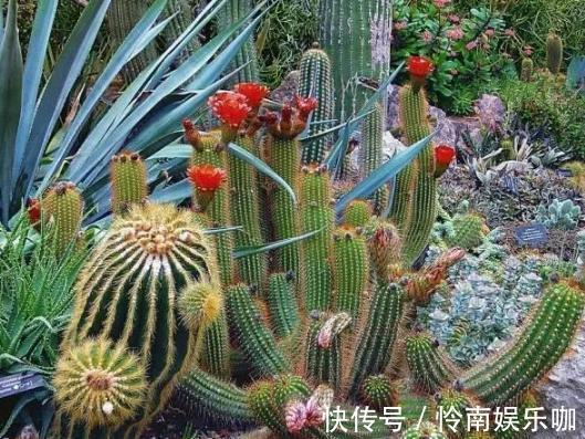 想要养好多肉植物,就从4方面下功夫,个个叶片厚实又肥美