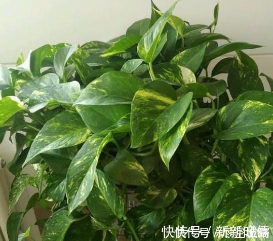 光照|家庭养绿萝,学会最“实用”的方法,叶片绿得滴油,疯长不停!