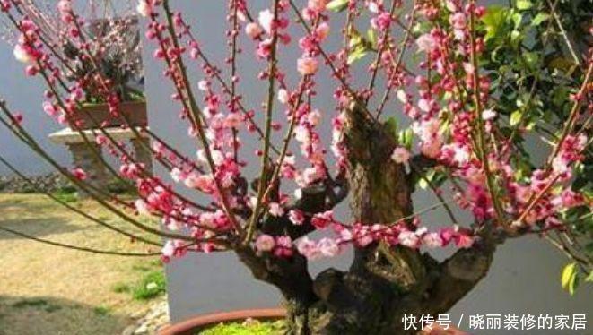爆盆|4种花很漂亮，好养易活能爆盆，个个美出天际，看一眼就疯狂爱上