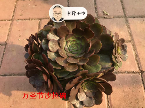 多肉上盆后，浇完水叶片还是干瘪怎么办？小帅教你一招搞定