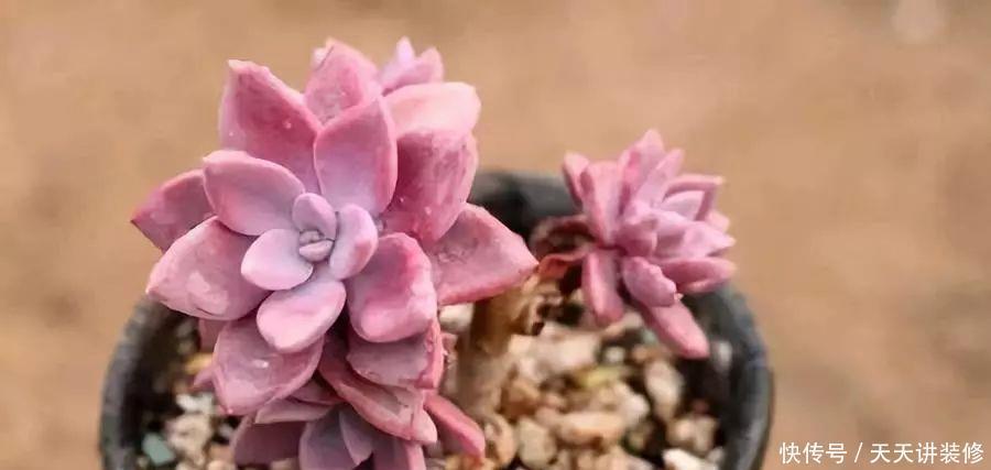 南北方多肉植物越冬，做好以下几点轻松搞定