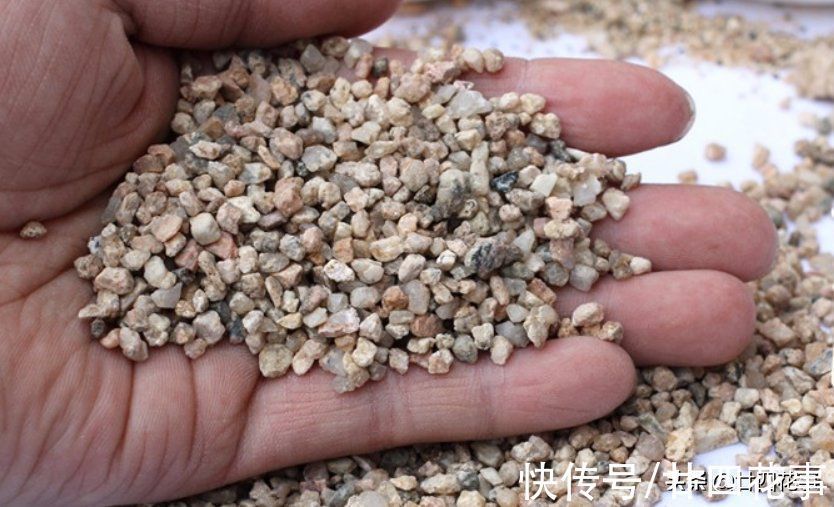 秋天给君子兰翻盆,盆土加“4种颗粒”,透气不积水,1年不烂根