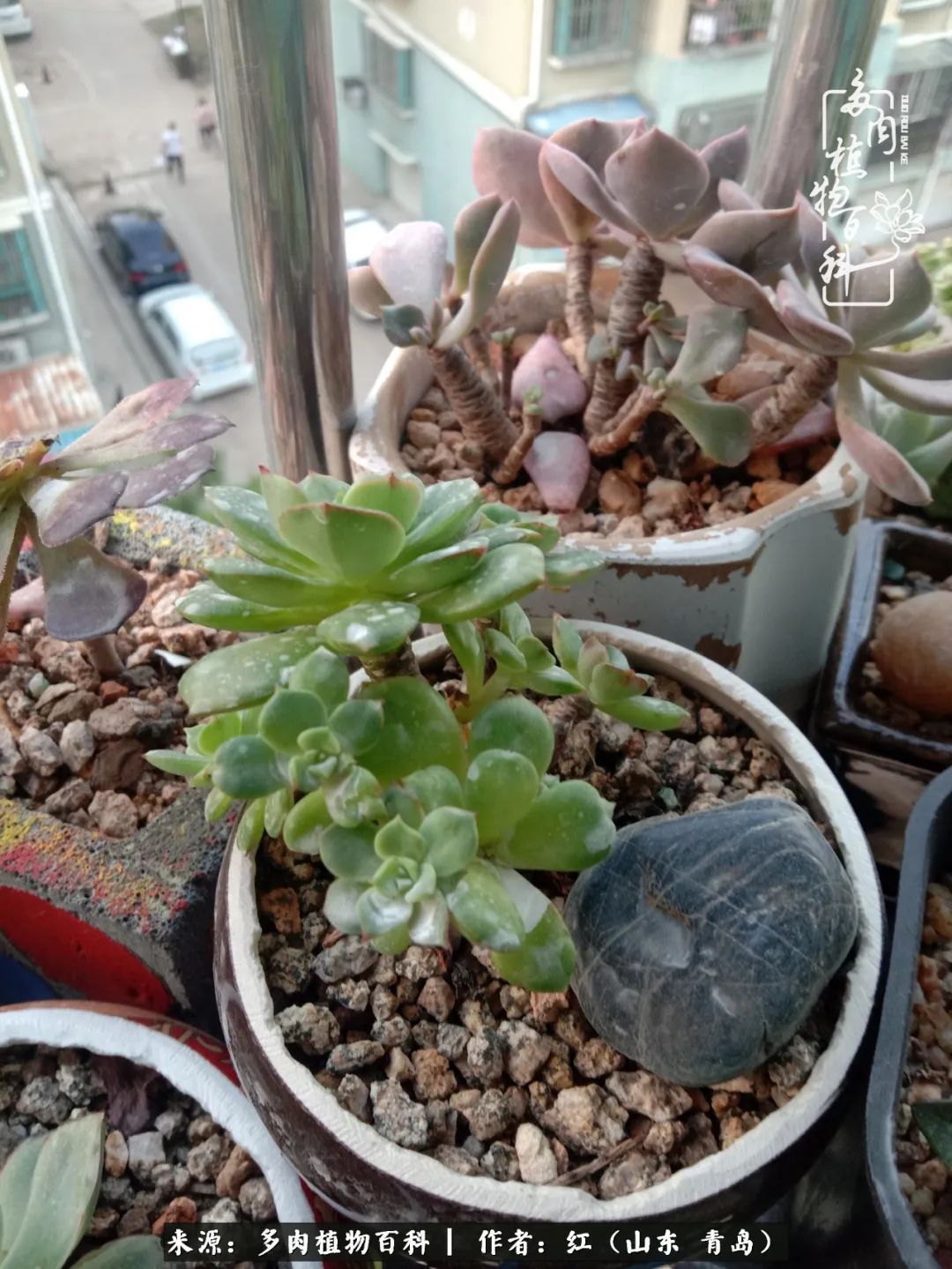 多肉度个夏,回到解放前!曾经有多美,现在就有多丑!