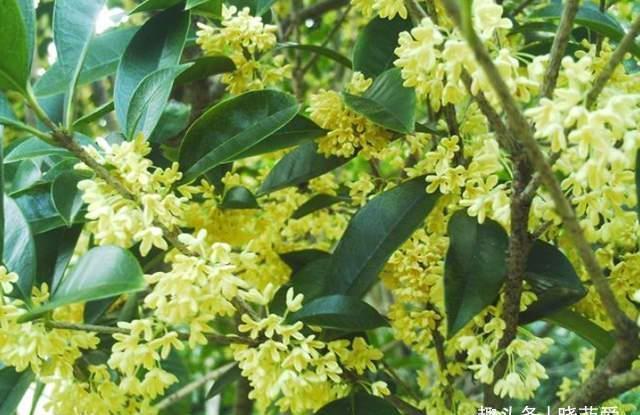 越养越金贵的“4种花”,能活上百年,老了就是“传家宝”