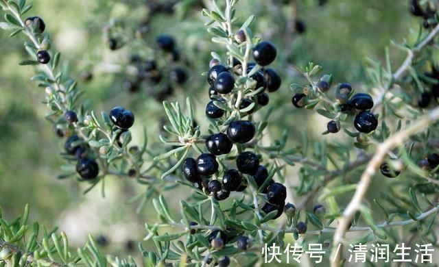 升糖|糖尿病的“对手”公布,坚持泡水喝,平稳血糖,小糖人或知难而退