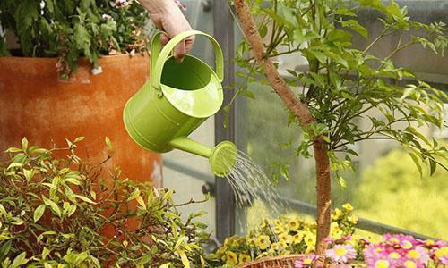 新人养花3个“坏习惯”要避免,不然成为养花杀手,啥都养不活