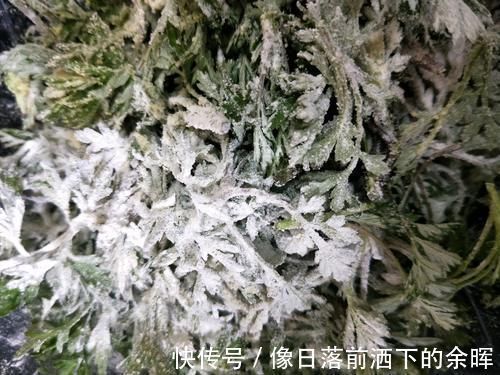 粉蒸茵陈|这菜“赛人参”,碰到别手软,好吃美味,保护肝脏,肝脏越来越健康