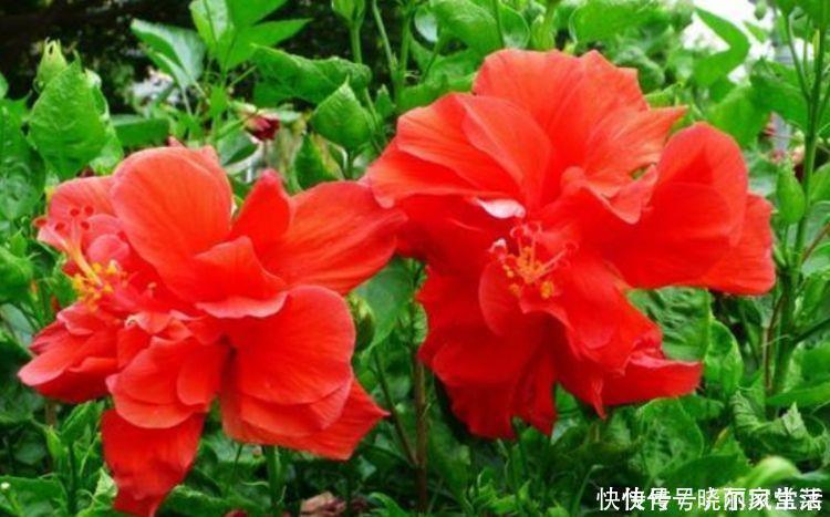 花香|4种花自带财运，好养易活不招虫，越贱养越爆盆，还花香四溢！