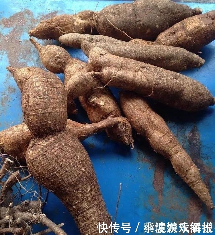 此物|此物人称“南方小人参”，价值不菲却被误当成柴火，网友：可惜了