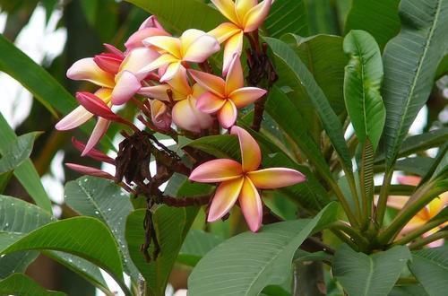 盆栽|养花达人养花,就喜欢在盆里埋点它,养啥都旺,比花肥都强!