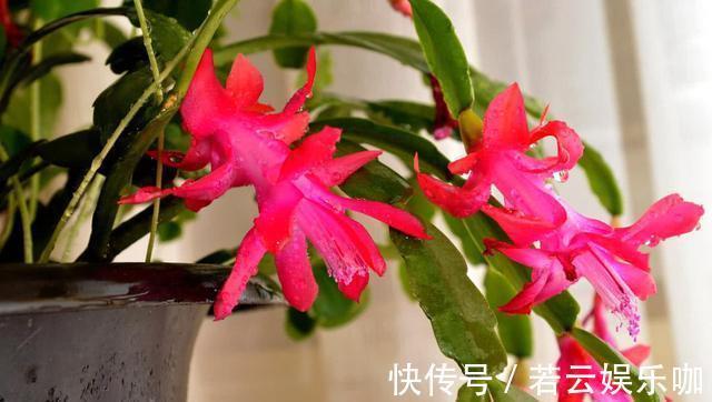 养蟹爪兰，掌握一个小技巧，花儿疯了似的开，叶片都能繁殖一大盆