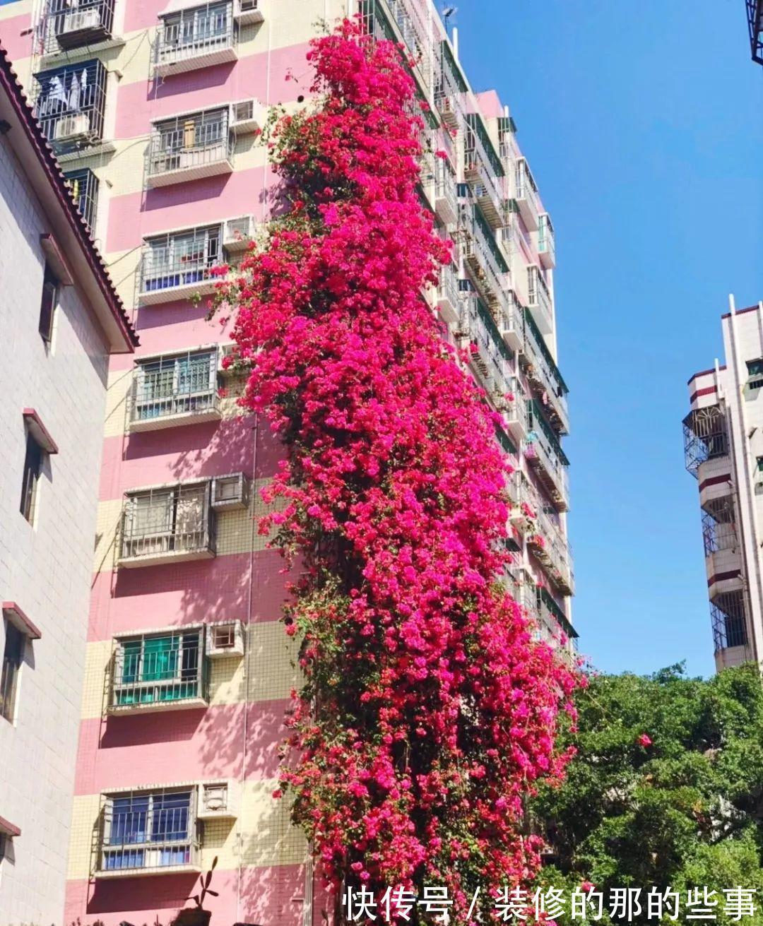 光辉岁月|5种“漂亮花”,40度高温依然爆花球,开花200天,越热花越多