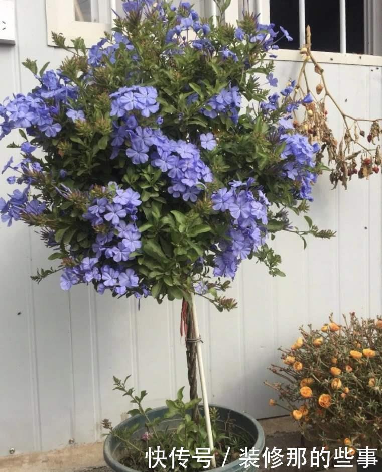 常见的几款花,管理简单好嫁接,修修剪剪就能变成大花团