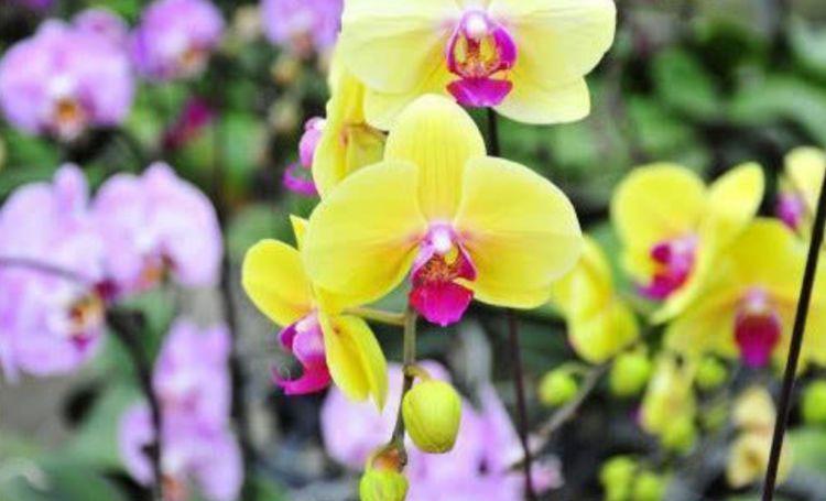 4种花养了就爆盆,好养易活开花漂亮,日子红火财运滚滚