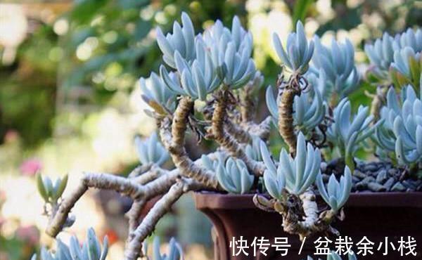 浇水|这五种和松有关系的多肉植物，不是松却有松的风姿