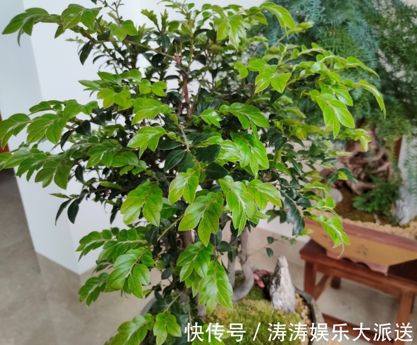 肥料|总结养花“十大问题”,只要学会,你就是养花大神