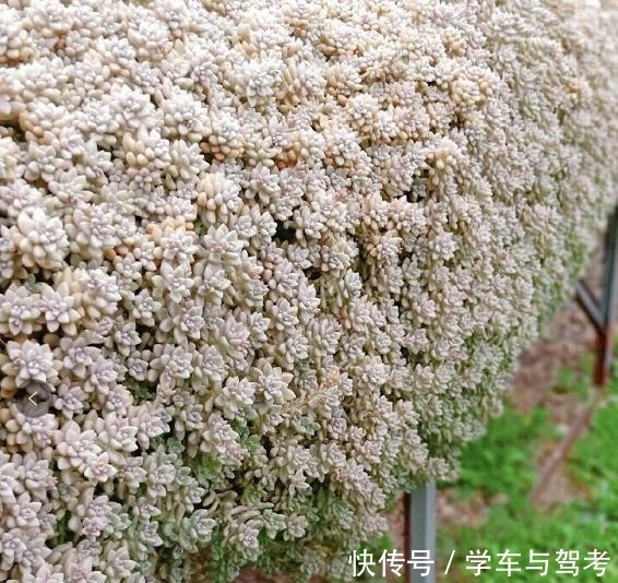 适应能力|容易爆盆的姬秋丽,除了易爆盆之外,还能养出“瀑布墙”的状态!