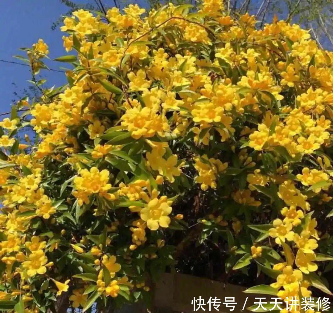 5种花比茉莉还香,越冷越爆盆,满屋子香味,现在买过年开花