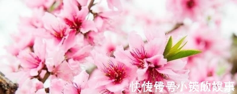 唯美&元稹的《桃花》和《菊花》,写得无比凄美,同时也很是悲伤!