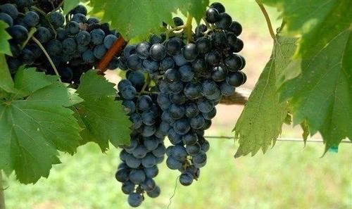 葡萄|超市常见的三种食物，值得每天吃一些，排毒养颜，增强体质！