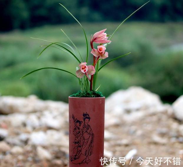 女儿红是荷瓣型兰花,其花色粉红可爱,让人深深感到着迷