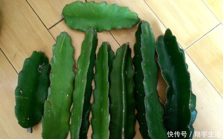 蟹爪兰爱烂根，3种解决方法，随便选一种，根不烂，年底花开满盆