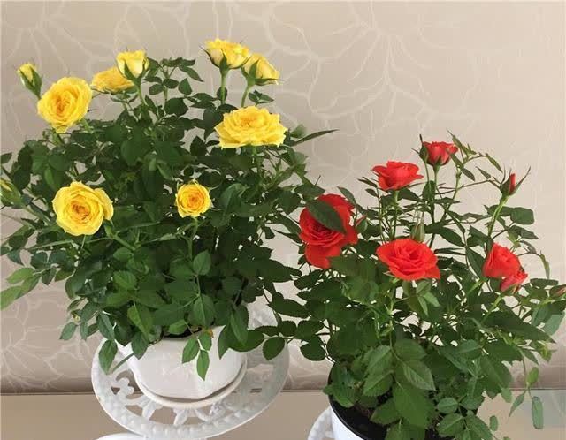 4类“坑人花”,漂亮却活不长,新手“别上当”,买了养不活