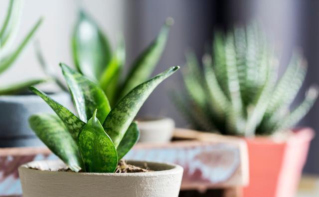 坏事|3种植物最怕“乱浇水”,有时候太勤快反而坏事,管住手,不烂根