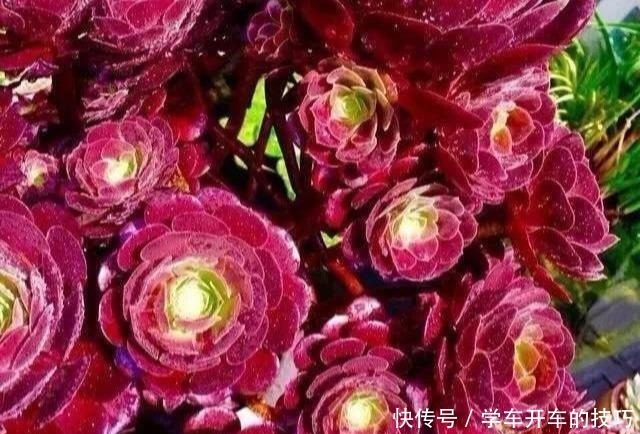 砍刀|多肉法师想“爆头”不用砍刀,3个方法不露痕迹,变成“伪老桩”!
