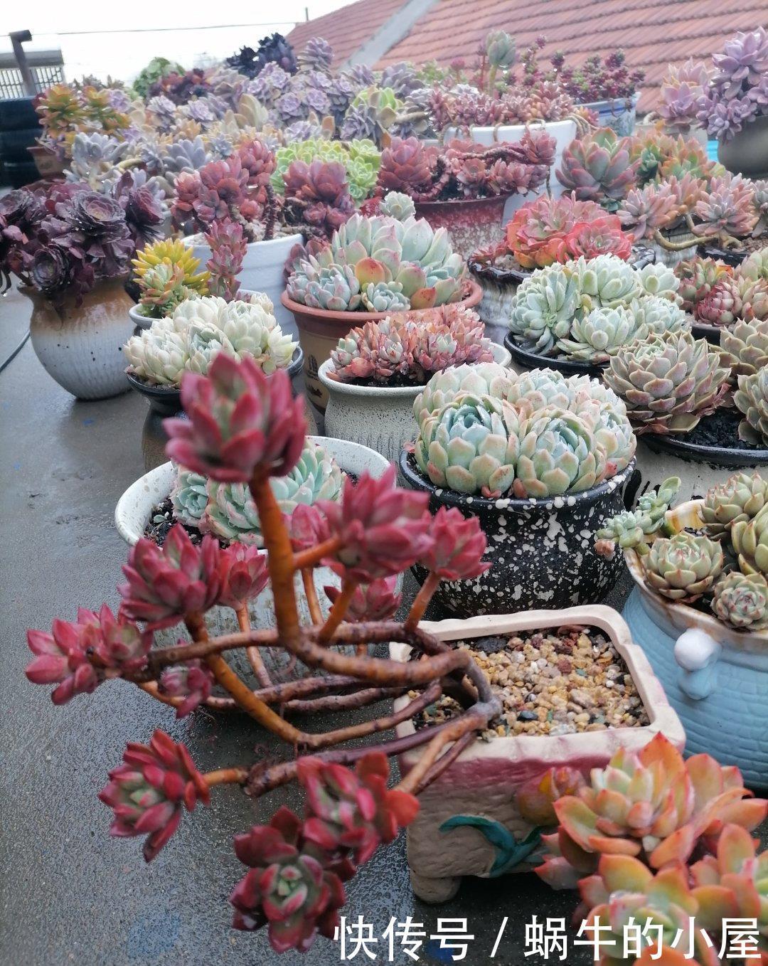 养分|多肉即将进入休眠期，三动作“控一控”，顺利度夏，不易穿裙子