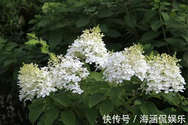 无尽夏|秋天绣球花要修剪吗了解开花方式很重要，做对了明年轻松爆盆