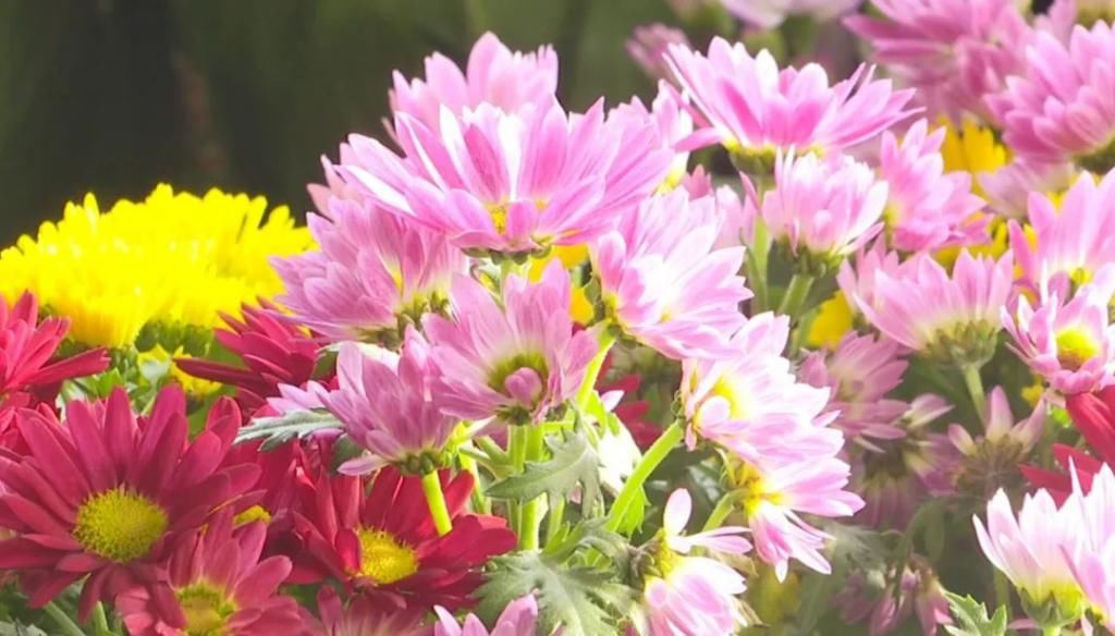 春天在传递幸福的花房里