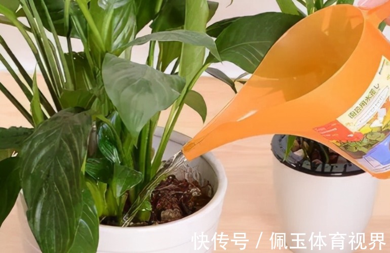 养花浇水不能大意,学会这些技巧,植物养得郁郁葱葱