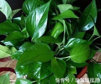 养绿萝，10天浇次“生长水”，1月不管窜满盆，枝粗叶大绿油油