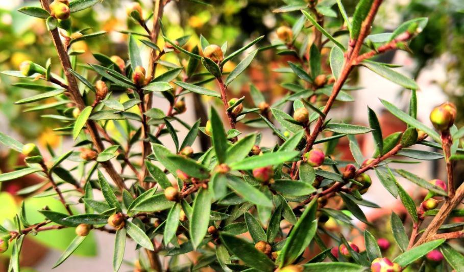 养花知识:天冷入手“地摊货”后,这么操作才不会一盆都留不住