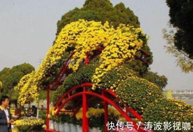 新手养花,不如养盆花中精品“悬崖菊”,姿态优美,开花繁密