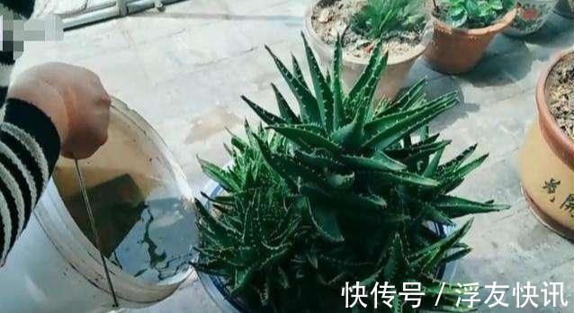 养芦荟,“脾气”爆,一言不合爆满小崽,砍掉小芽变“大树”