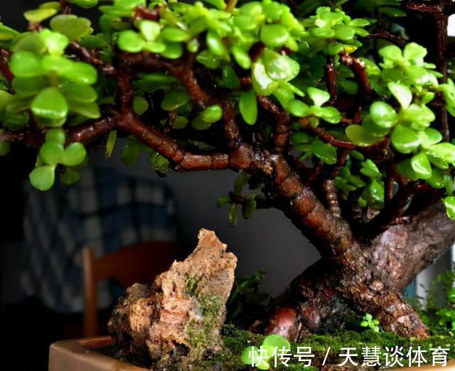 天气冷,六种花要“干养”,少水多晒才健壮,养成老桩更旺家