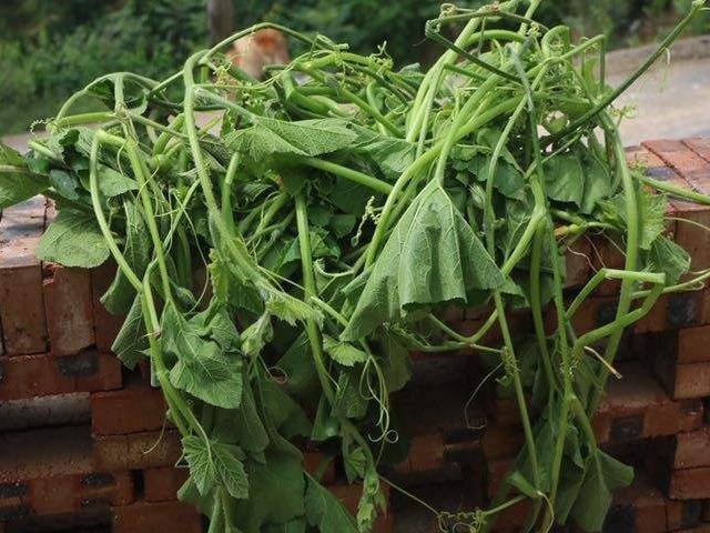 藤汁|一瓜藤,农村人吃厌了,城里人拼命吃,能治胃痛、去结石、降血压