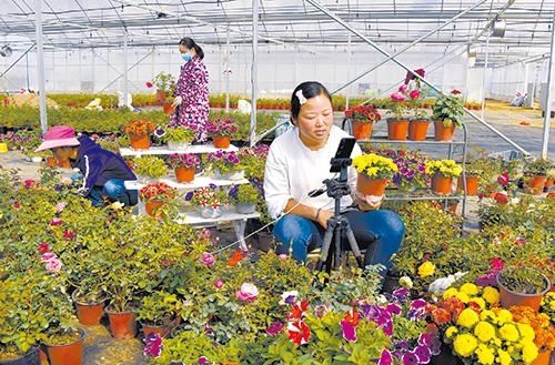 盆景花卉|主播讲解手中的盆景花卉