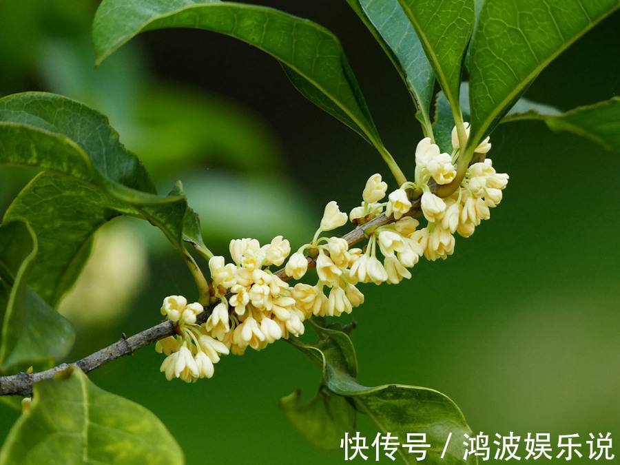 桂花|桂花夏天怎么养教你3个养护小妙招,花期9月,香味“飘香十里”