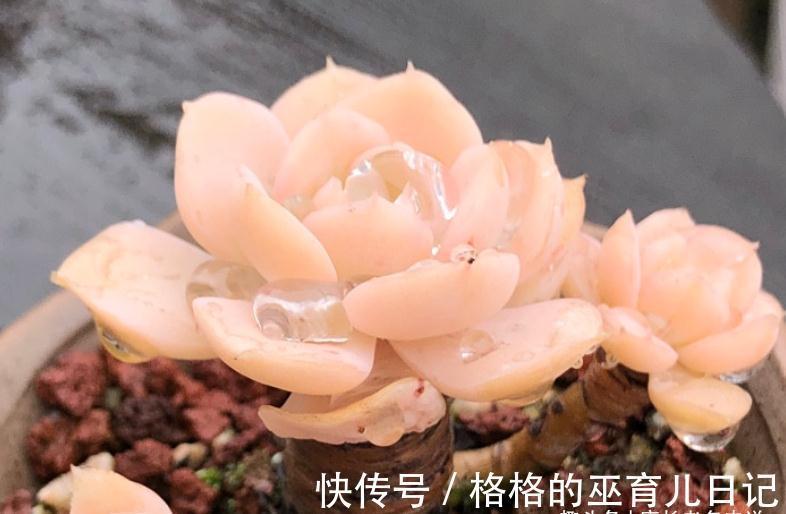 老肉友的多肉上盆秘籍,新手看完照着操作,回头就能变成高手
