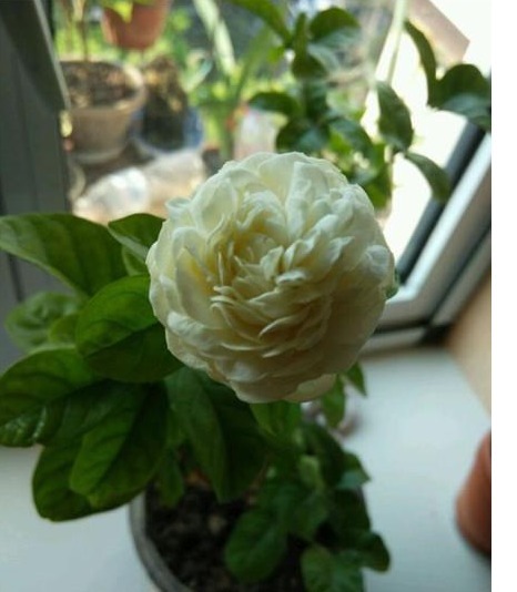 茉莉花盆里埋了1宝贝,没见过一次开花那么多,还那么勤开花!